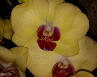 фаленопсис лимонный купить недорого, лимонная орхидея купить для подар