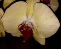 купить крупную орхидею, желтая орхидея купить для подарка, орхидеи про