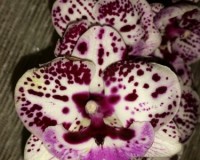 фаленопсис биг лип купить недорого, уценка орхидей киев купить, дешевы