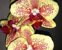 орхидеи продажа киев,орхидеи купить недорого,орхидеи желто-красные;