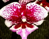 биг лип орхидея мультифлора,фаленопсис сортовой;