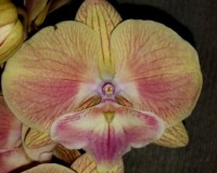 биг лип желтый купить киев и украина,редкие сортовые орхидеи купить;