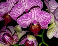 миди мультифлора  орхидея, орхидеи продажа киев и украина;