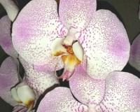орхидеи продажа киев,орхидеи крупные купить,орхидея леопардорхидеи про