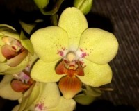 миди мультифлора желтая орхидея, орхидеи продажа киев и украина;
