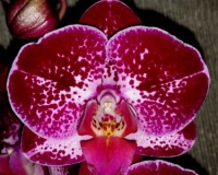 орхидеи продажа киев и украина,орхидеи почтой, недорого орхидеи Украин