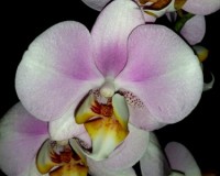 орхидеи продажа киев и украина, орхидеи купить недорого, орхидеи крупн