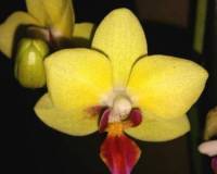дешевые орхидеи киев купить, уценка орхидей киев купить;
