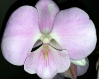 орхидеи продажа киев,орхидеи крупные купить,биг лип зефир орхидея;