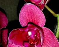 орхидеи бабочки,трилипсы,пилоры купить киев и украина;