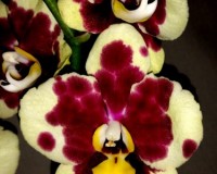 фаленопсис ЖЕЛТО-КРАСНЫЙ купить киев и украина, орхидеи почтой,редкие