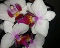 миниорхидеи купить недорого,минифаленопсисы купить,белая орхидея;