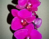 орхидеи купить почтой, продажа орхидей киев и украина;