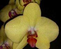 орхидеи продажа киев и украина, орхидеи купить недорого,орхидеи желтые