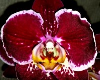 черные орхидеи купить недорого, продажа орхидей киев и украина: