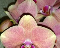 персиковая орхидея пират пикоте купить недорого;