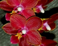 красные орхидеи купить недорого,фаленопсис восковик феникс ароматный;