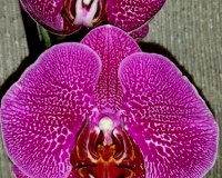 уценка орхидей киев, фаленопсис леопард купить недорого, дешевые орхид