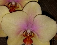 фаленопсис мальто,купить орхидеи в подарок недорого, дешевые орхидеи к