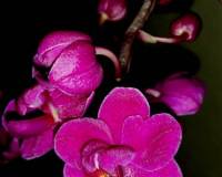 орхидеи продажа киев и украина,лиловая махров орхидея купить недорого;