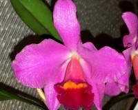 каттлея,ароматная орхидея,орхидеи продажа киев;