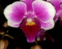 фаленопсис пинк джессика купить миди мультифлора, сортовые орхидеи куп