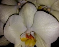фаленопсис САЛАТОВЫЙ, БЕЛЫЙ, орхидеи продажа киев и украина,орхидеи по