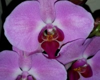 орхидеи домашнего цветения,розовые фаленопсисы недорого;