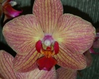 фаленопсис коралловый купить недорого, недорогие орхидеи в подарок куп
