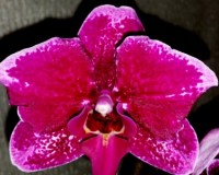 орхидеи продажа киев,орхидеи купить,МУЛЬТИФЛОРА орхидея купить недорог