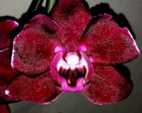 орхидеи продажа киев,орхидеи купить недорого,орхидея мультифлора черна