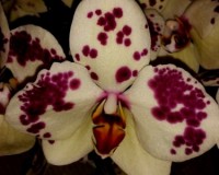 ВОСКОВАЯ ЖЕЛТАЯ орхидея,сортовые фаленопсисы, купить орхидеи в подарок
