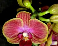 миди мультифлора сортовая орхидея купить, орхидеи продажа киев и украи