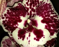орхидеи продажа киев,орхидея биг липс, орхидея далматинец;