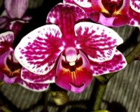 орхидеи продажа киев и украина,МУЛЬТИФЛОРА орхидея купить для подарка,