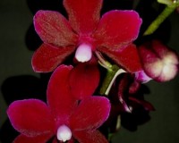 черная орхидея восковик купить недорого, орхидеи купить недорого киев