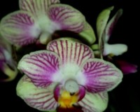 Doritaenopsis Horng Lin Vicky,СОРТОВЫЕ ОРХИДЕИ, орхидеи продажа киев,М