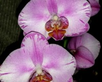 орхидеи пышные подарочные, купить орхидею в подарок недорого,орхидеи п