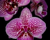 орхидея биг липс, орхидеи продажа киев, орхидеи купить недорого киев и