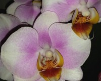 миди мультифлора орхидея купить киев и украина,орхидеи продажа киев;