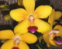 сортовые фаленопсисы, купить орхидеи в подарок недорого,продажа орхиде