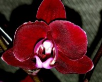 орхидеи продажа киев,орхидеи купить,мультифлора красная орхидея купить
