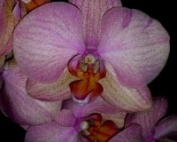 орхидеи продажа киев,орхидеи персиковые,орхидея почтой;
