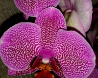 орхидеи продажа киев,фаленопсис вариейшн пятнистый,орхидеи купить;