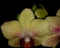 орхидеи продажа киев,орхидеи купить,орхидея мини, сортовые орхидеи;