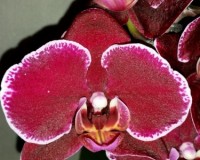 черная орхидея,темно-бордовая орхидея купить киев и украина;