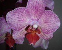 дешевые орхидеи киев купить, уценка орхидей киев;