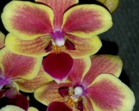 миди мультифлора купить, красные и желтые орхидеи купить недорого;