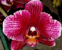 черные восковые орхидеи купить недорого, орхидеи продажа киев и украин