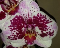 крупноцветковые орхидеи купить недорого, орхидеи продажа киев и украин